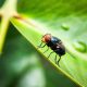 as-memiliki-rencana-untuk-memerangi-screwworm.-ini-melibatkan-lebih-banyak-lalat