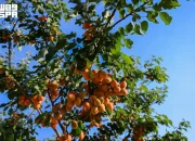 panen-buah-musim-panas-hiasi-al-baha,-hamparan-kebun-indah-hasilkan-panen-melimpah