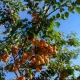 panen-buah-musim-panas-hiasi-al-baha,-hamparan-kebun-indah-hasilkan-panen-melimpah