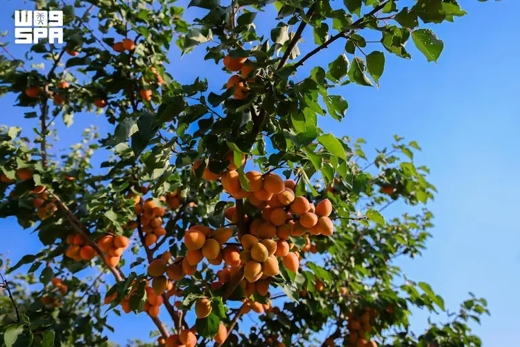 panen-buah-musim-panas-hiasi-al-baha,-hamparan-kebun-indah-hasilkan-panen-melimpah