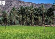 najran-kembangkan-pertanian-berkelanjutan-dengan-uji-coba-tanaman-dan-teknologi-modern