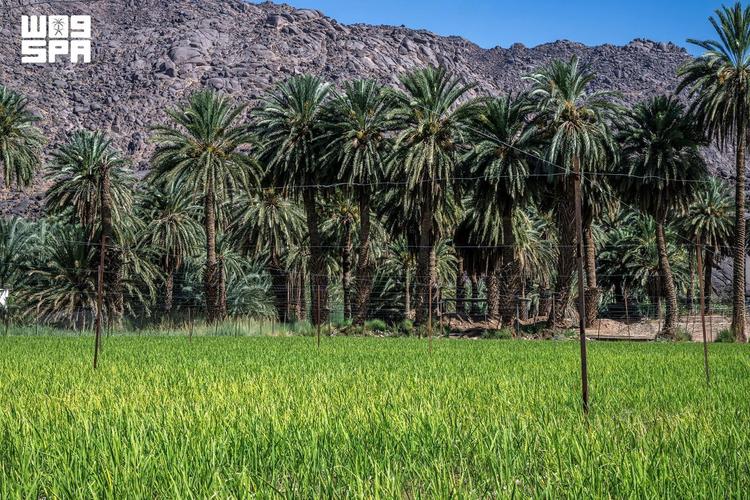 najran-kembangkan-pertanian-berkelanjutan-dengan-uji-coba-tanaman-dan-teknologi-modern