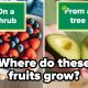 Jika Anda Dapat Mendapat Skor 20/26 Pada Kuis Trivia Buah Ini, Anda Resmi Menjadi Ahli Botani