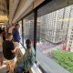 kegembiraan-kantor-terpanas-di-nyc-hari-ini:-pemandangan-barisan-depan-parade-knicks