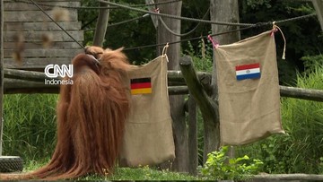 orangutan-ramal-jerman-kalahkan-paraguay