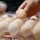 kami-diberi-penerangan-oleh-big-egg-tentang-harga-telur-(diduga)