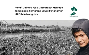 Menjaga Tambakrejo Semarang, Hanafi Girindra Tanam 141 Pohon Mangrove
