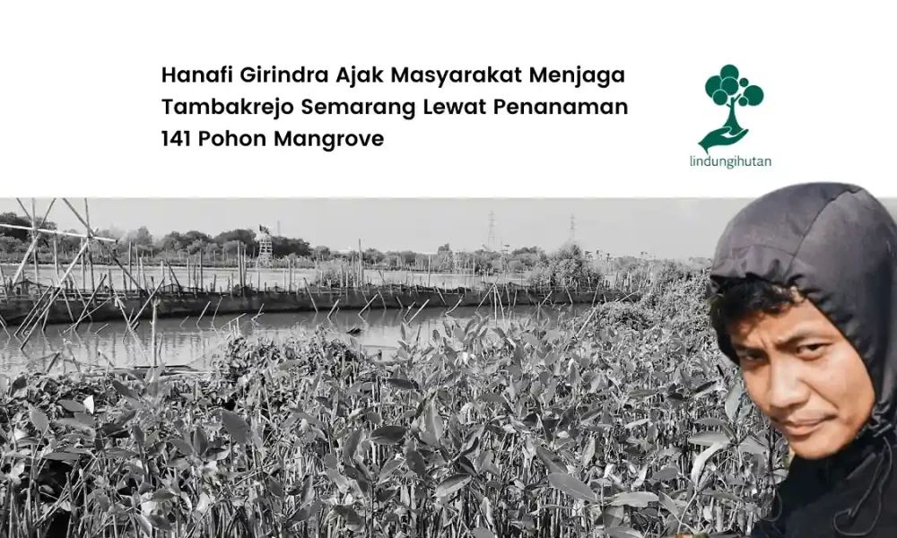 menjaga-tambakrejo-semarang,-hanafi-girindra-tanam-141-pohon-mangrove