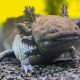 ilmuwan-telah-mengidentifikasi-spesies-fosil-baru-axolotl-di-meksiko