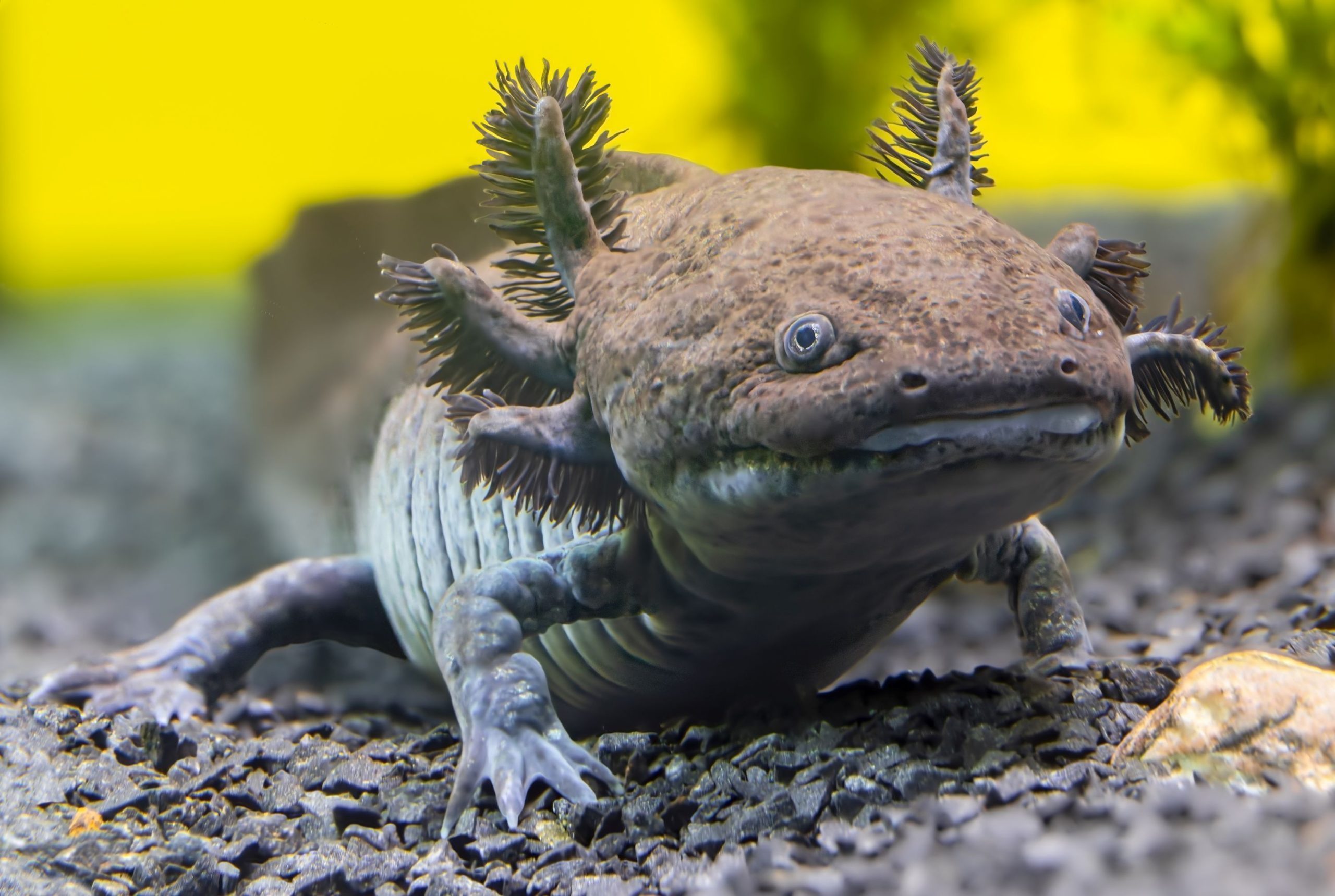 ilmuwan-telah-mengidentifikasi-spesies-fosil-baru-axolotl-di-meksiko