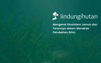 Peran Ekosistem Lamun dalam Menyerap Karbon dan Melindungi Iklim