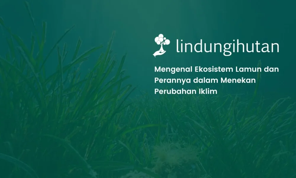 peran-ekosistem-lamun-dalam-menyerap-karbon-dan-melindungi-iklim