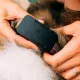 fi-ultra-gunakan-starlink-untuk-lacak-anjing-di-area-tanpa-sinyal-seluler