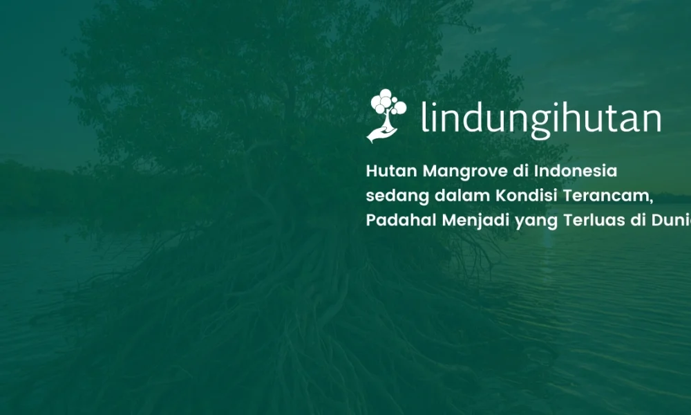 hutan-mangrove-indonesia-terluas-di-dunia,-tetapi-kini-terancam