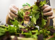 Salad Chains Melihat Penurunan Lalu Lintas Pejalan Kaki Karena Ketakutan Siklosporiasis