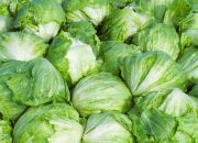 Taylor Farms menarik selada gunung es dari pasar AS setelah wabah siklosporiasis