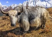 Proyek ‘Misterius’ China Lahirkan Hewan Yak Tibet Hasil Kloning