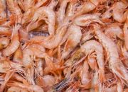 Ini Cara Mengatasi Alergi Udang agar Gejalanya Tak Makin Parah