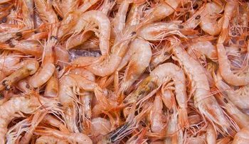 Ini Cara Mengatasi Alergi Udang agar Gejalanya Tak Makin Parah
