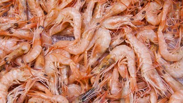 Ini Cara Mengatasi Alergi Udang agar Gejalanya Tak Makin Parah