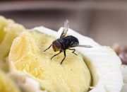 cara-usir-lalat-agar-tak-bertelur-di-makanan,-cegah-risiko-penyakit