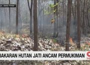 video:-kebakaran-landa-hutan-perhutani