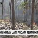 VIDEO: Kebakaran Landa Hutan Perhutani
