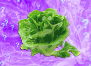 Is It Safe to Eat Lettuce Yet?