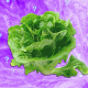 Is It Safe to Eat Lettuce Yet?