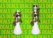 the-best-way-to-avoid-diarrhea-lettuce?-this-indoor-garden