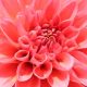 if-you-can’t-name-at-least-18/24-of-these-super-common-flowers,-you-need-to-touch-grass