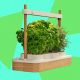 Auk Mini 2 Indoor Smart Garden Review: Better Where It Counts