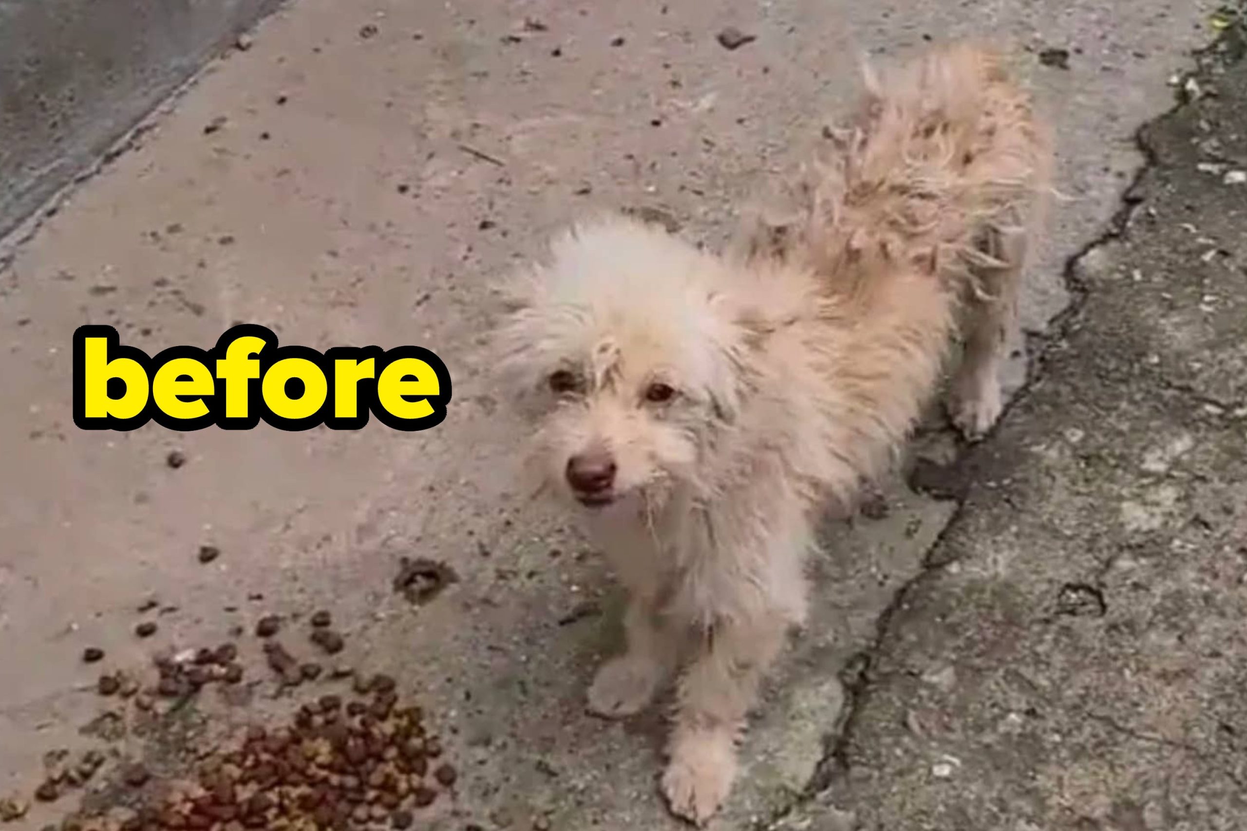 i-might-actually-believe-in-humanity-again-after-seeing-this-pup’s-before-and-after-rescue-photos