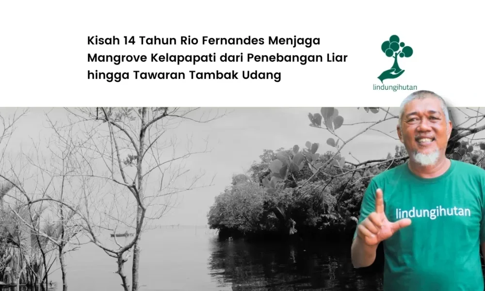 rio-fernandes,-penggerak-di-balik-rimbunnya-14-hektare-mangrove-di-desa-kelapapati,-bengkalis
