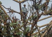 foto:-bersiap-menyambut-pameran-flona-2026-di-lapangan-banteng
