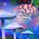 psilocybin-might-make-your-brain-live-in-the-moment