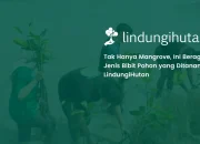 7-contoh-jenis-bibit-pohon-yang-ditanam-lindungihutan-selain-mangrove
