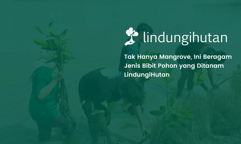 7-contoh-jenis-bibit-pohon-yang-ditanam-lindungihutan-selain-mangrove