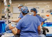 transplanted-pig-kidney-still-working-after-a-record-setting-9-months-in-a-patient