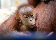 how-a-secret-orangutan-breeding-program-is-creating-a-baby-boom
