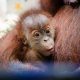 how-a-secret-orangutan-breeding-program-is-creating-a-baby-boom