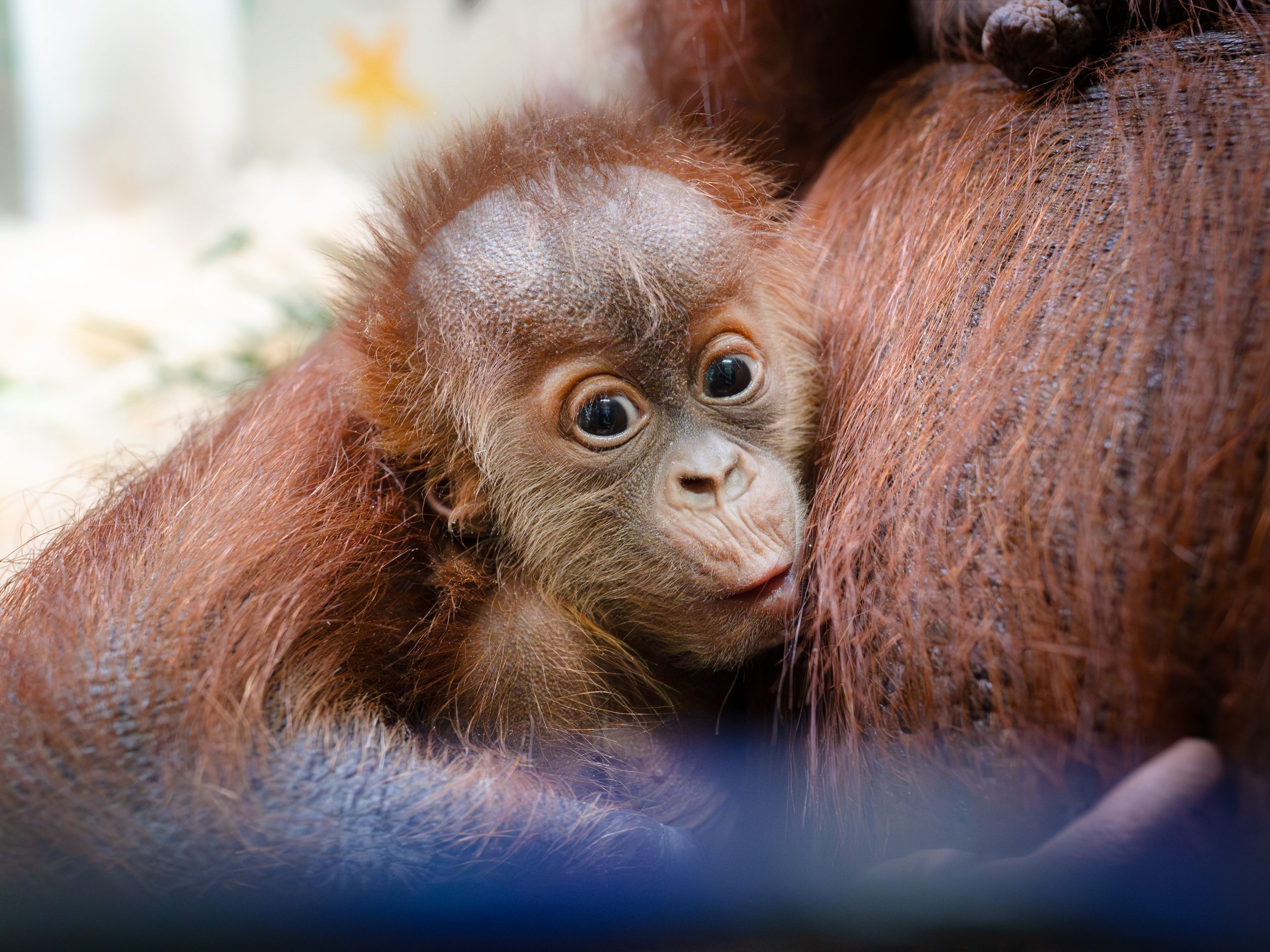 how-a-secret-orangutan-breeding-program-is-creating-a-baby-boom