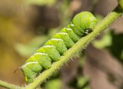 scientists-put-caterpillars-in-an-ultraquiet-chamber-to-learn-how-they-hear-without-ears