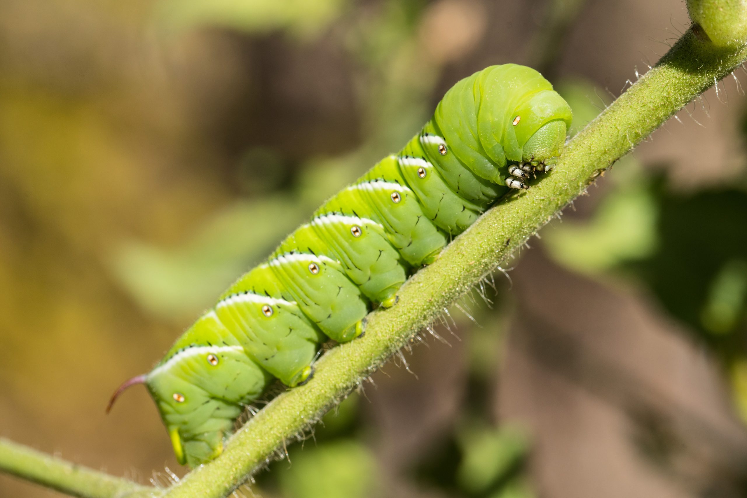 scientists-put-caterpillars-in-an-ultraquiet-chamber-to-learn-how-they-hear-without-ears