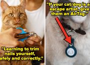 “it-saved-my-dog’s-life”:-people-are-sharing-pet-care-tips-that-are-100%-worth-investing-in