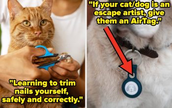 “It Saved My Dog’s Life”: People Are Sharing Pet Care Tips That Are 100% Worth Investing In