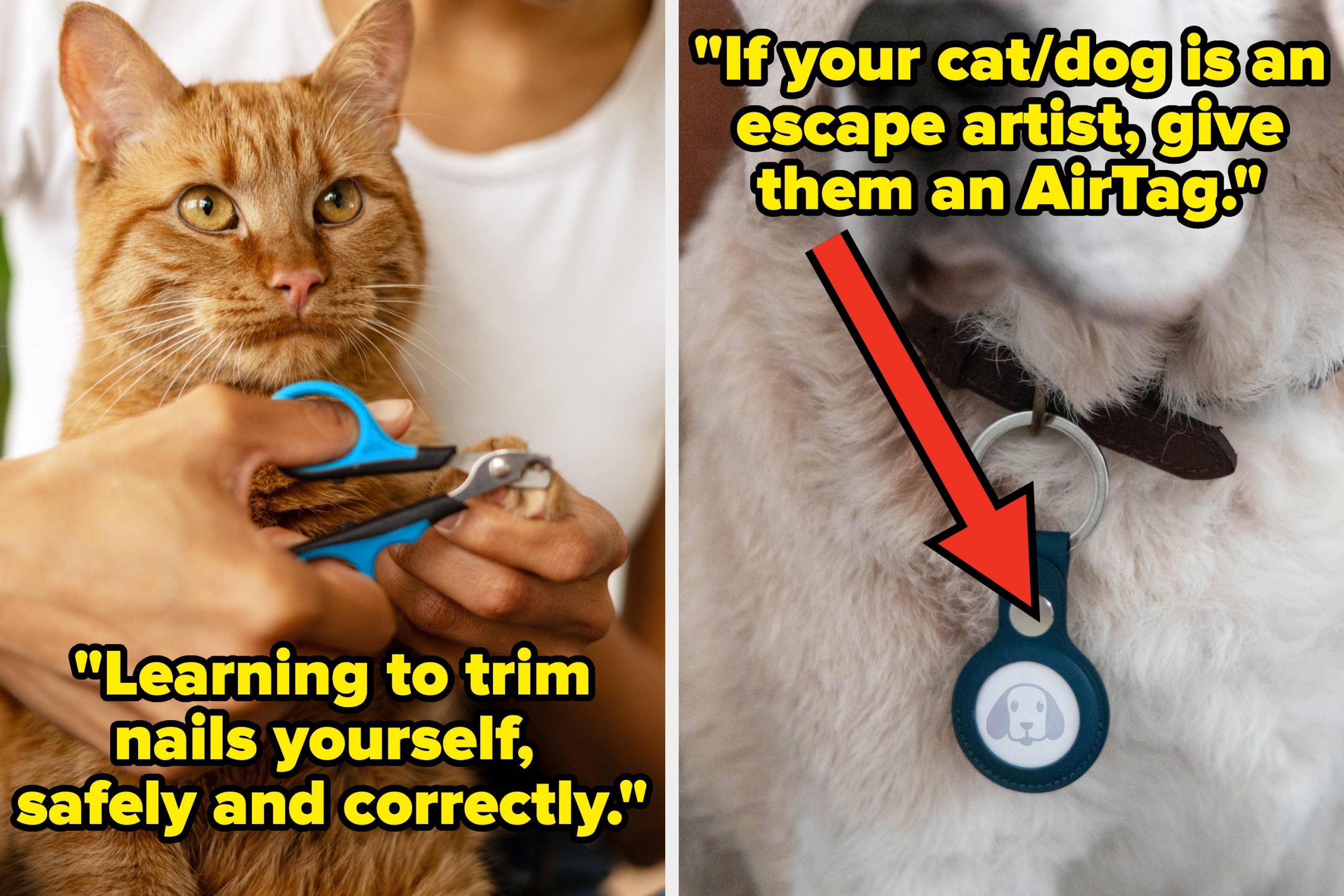 “it-saved-my-dog’s-life”:-people-are-sharing-pet-care-tips-that-are-100%-worth-investing-in