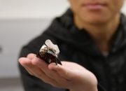 these-cyborg-cockroaches-could-save-your-life