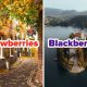 Can Your European Wanderlust Predict Your Favorite Berry?