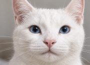 chatgpt-sketch-turns-your-bad-drawings-into-detailed-ai-images